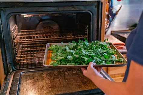 drying herbs in food dehydrator.